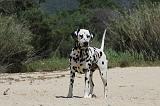 DALMATIEN 278